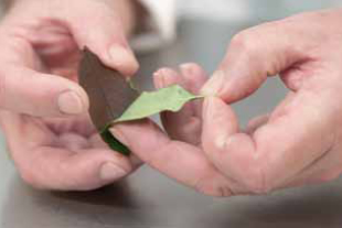 peeling off chocolate layer from real leaf