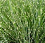 flood tolerant grass