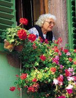 lady looking out of window over window boxes