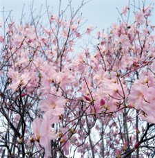 cherry blossom on tree