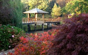 gazebo in Japanese garden