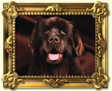 framed photo of dog