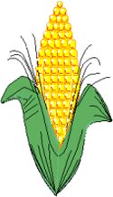 maize - corn on the cob