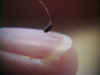 flea on finger nail