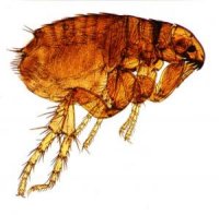 Dog flea (Ctenocephalides canis)