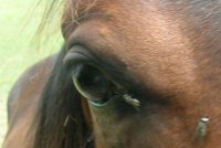 close up of horses eye
