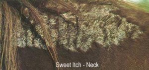 Sweet Itch - Neck (Solva)